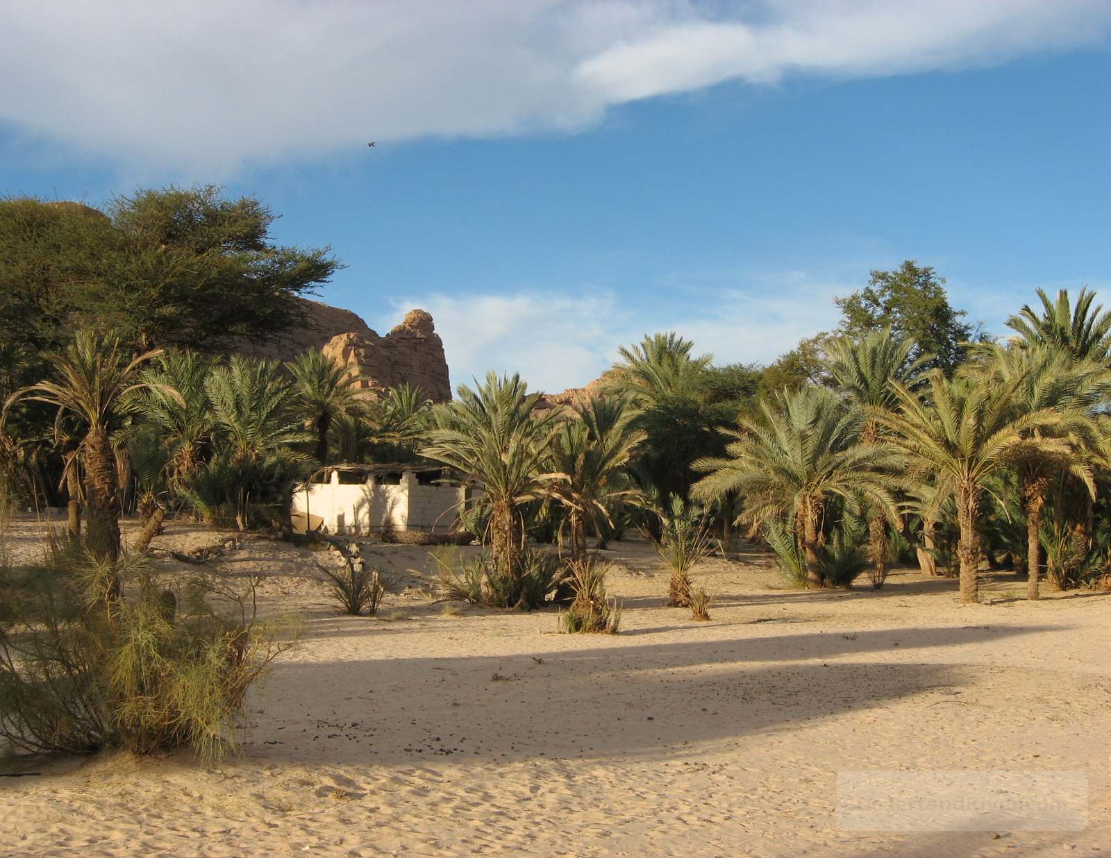Palm grove at Ain Khudra Oasis in southern Sinai, with sandy ground, scattered shrubs, and rocky desert hills under a blue sky.