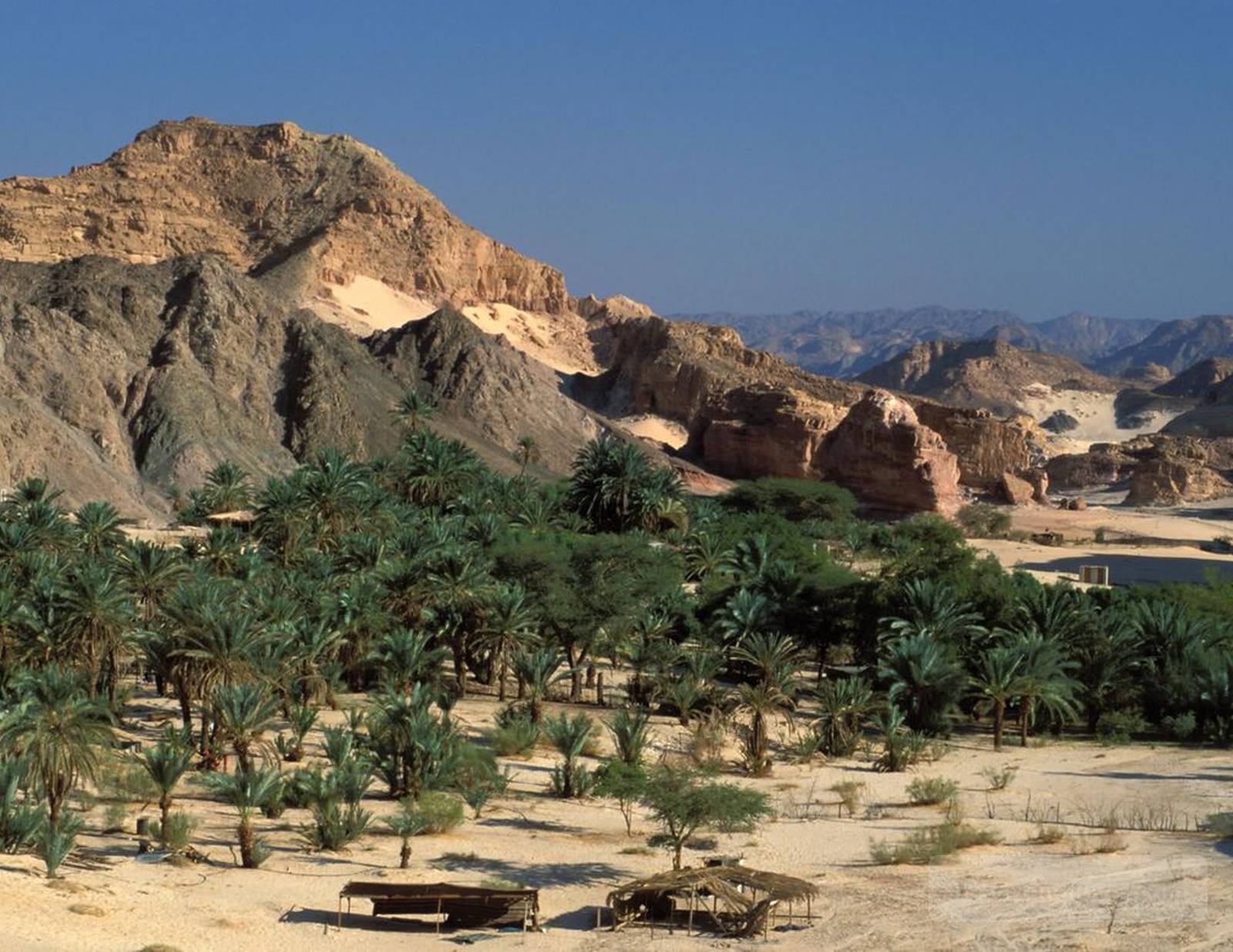 Palm oasis at Ain Um Ahmed in southern Sinai, with green trees set against rocky desert mountains under a clear sky.