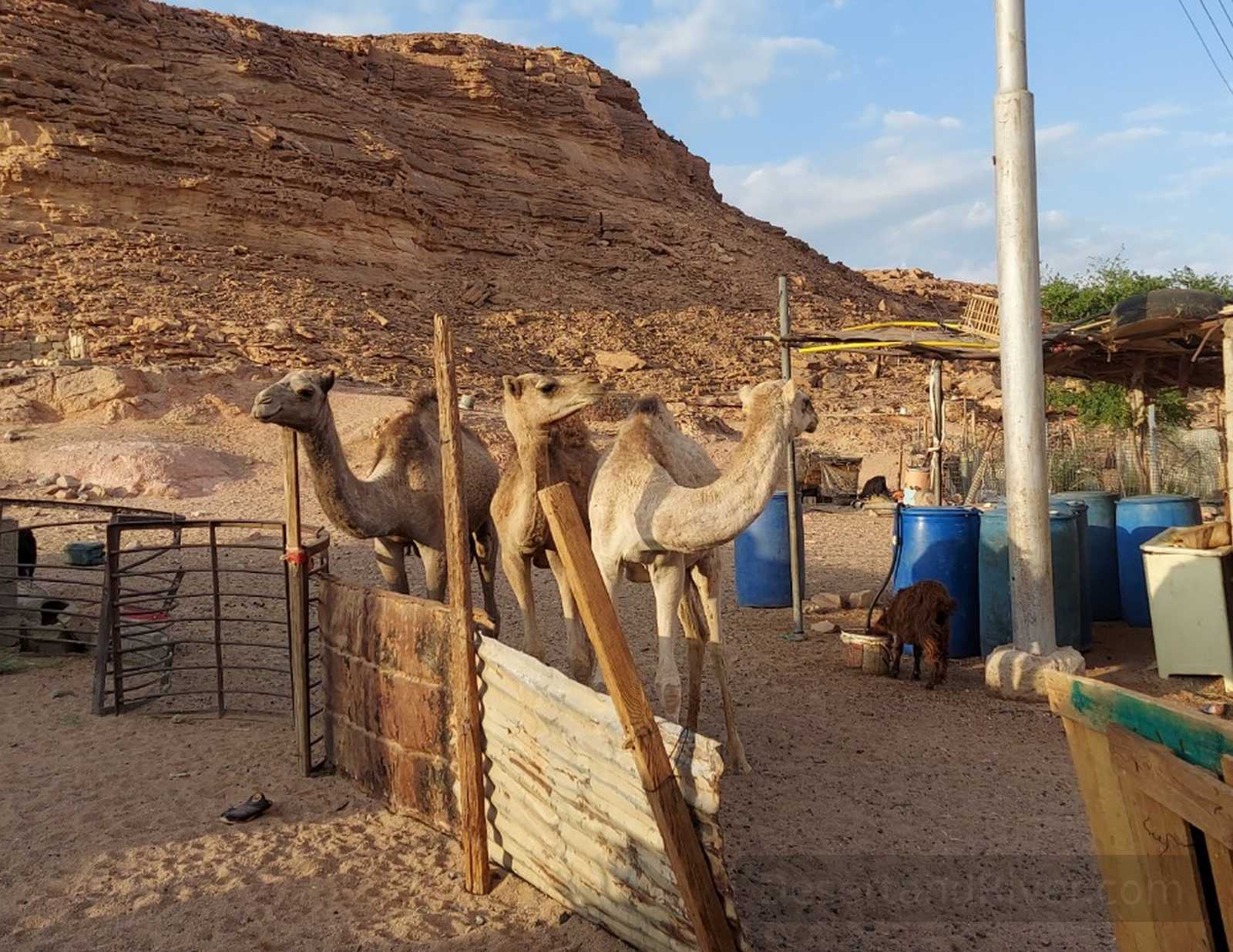 Camels standing beside simple buildings in Arada Village, southern Sinai, with a rocky desert hill behind.