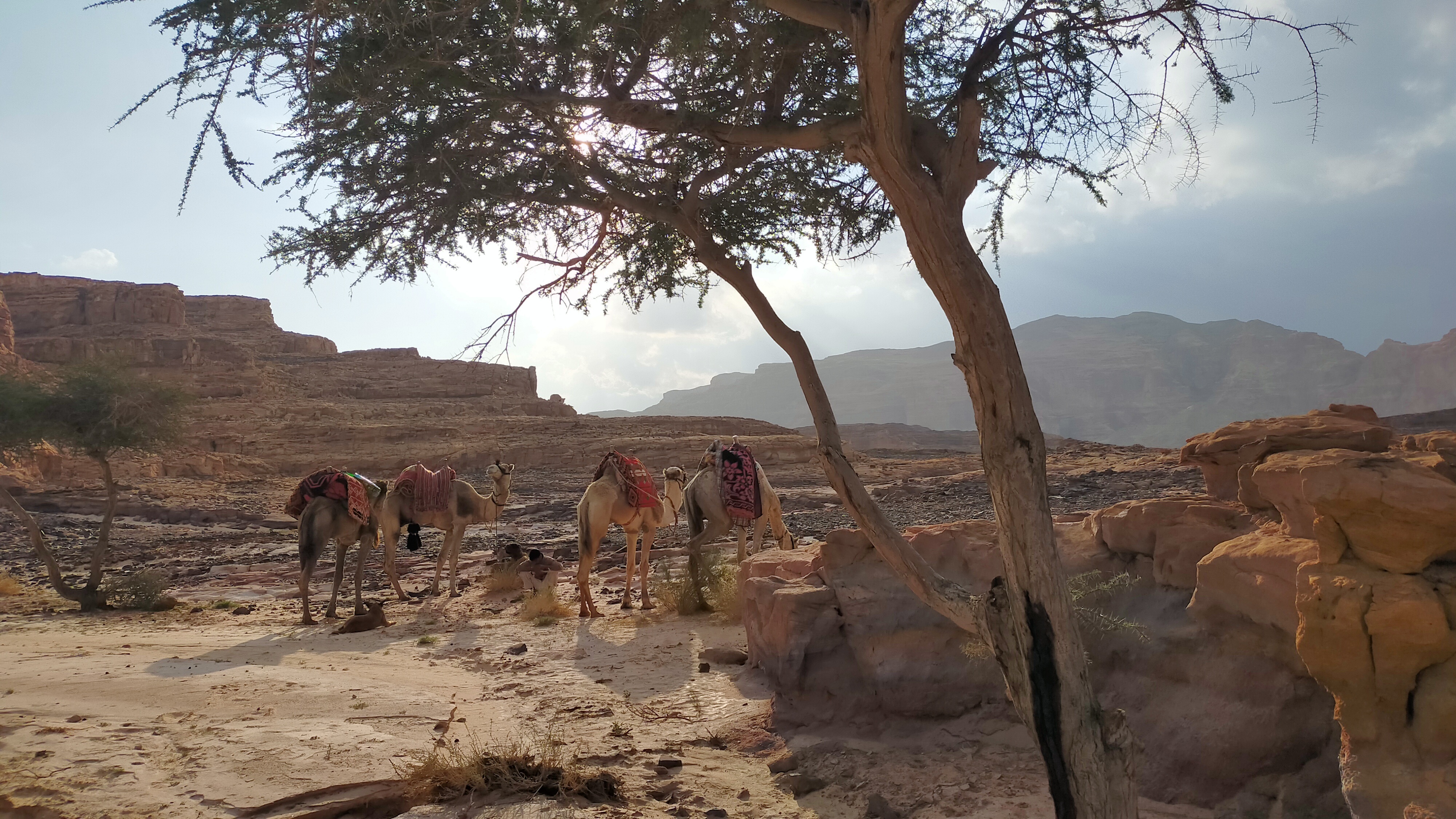 Camels resting in the shade near Ein Khudra