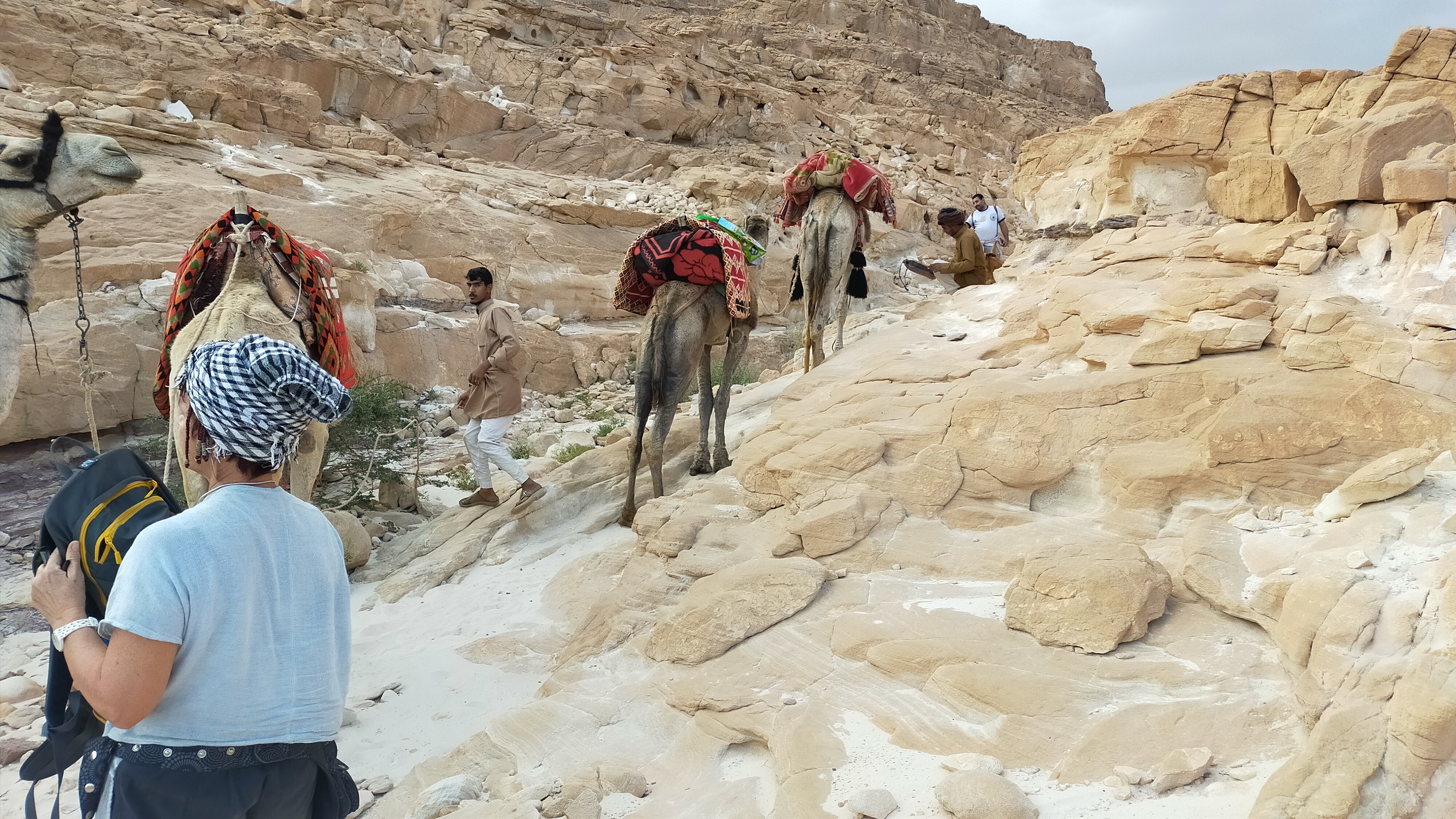 Walking the camels through Naqb el Hamidat
