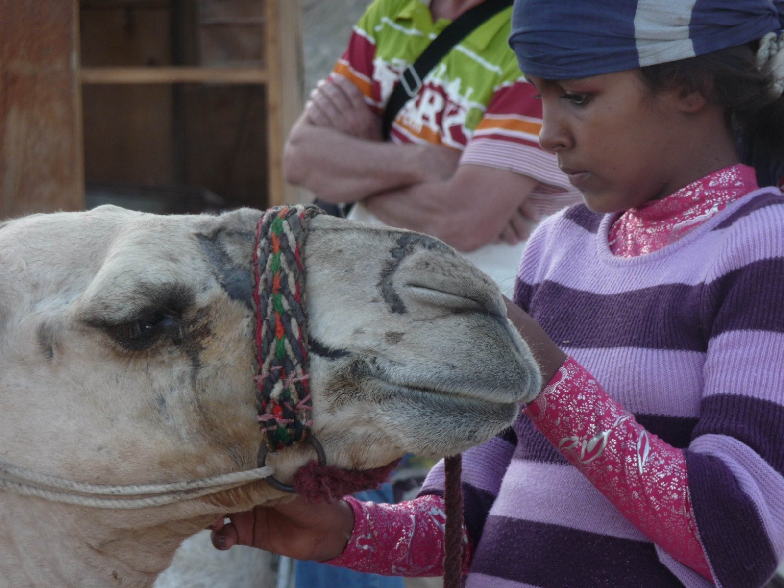 Camel ride into the Sinai desert from Wadi Ghazalah