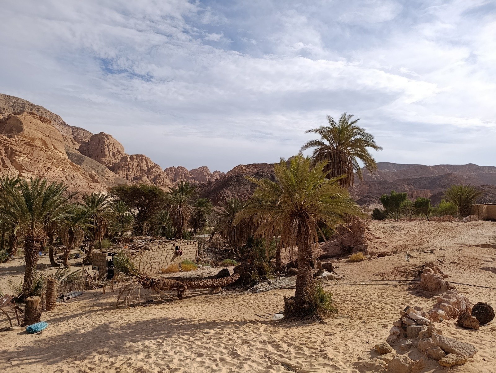 The palms of Ein Hudra oasis