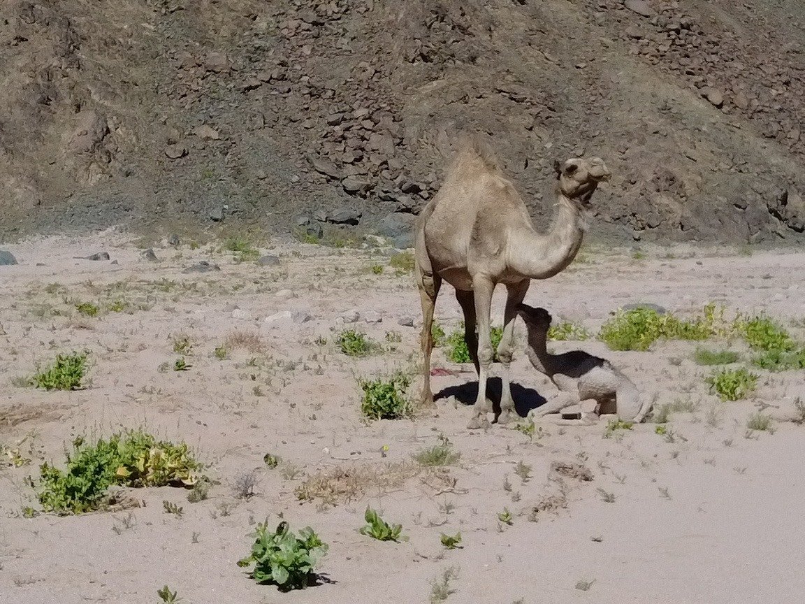 Overnight Camel Trip