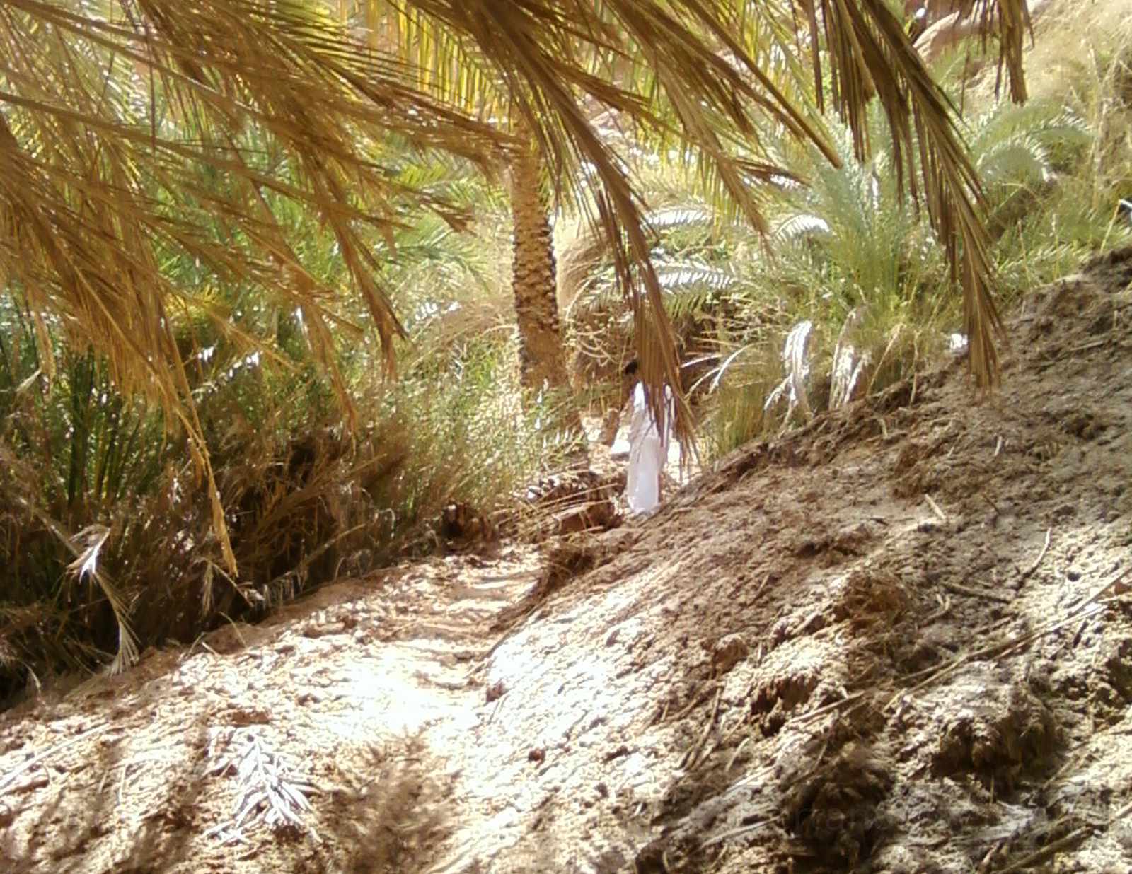Palm-fringed path through Wadi El Malha in South Sinai, with dappled light and dense desert vegetation.