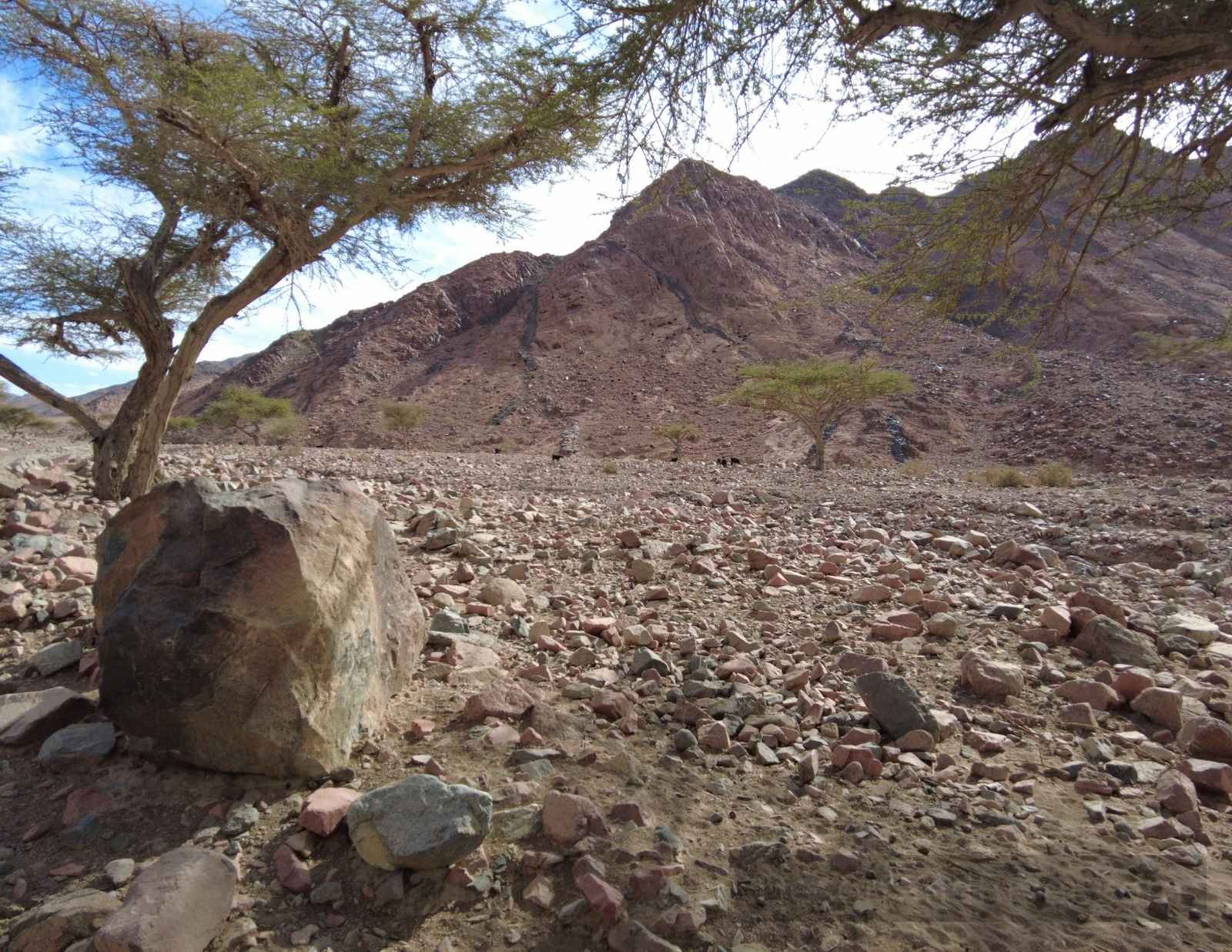 Rocky floor of Wadi el Seha in South Sinai with an acacia tree and low mountains in the background.